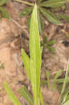 Bigfruit evening primrose